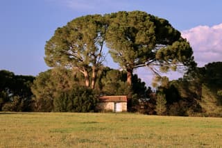 Silvio RUSSO