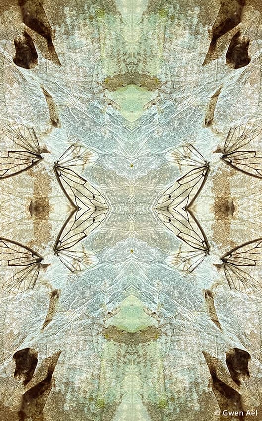 Nature Extra-Ordinaire 1